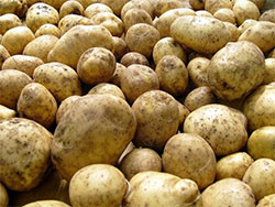 Подготовка картофеля к посадке 