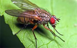 Свекловичная муха